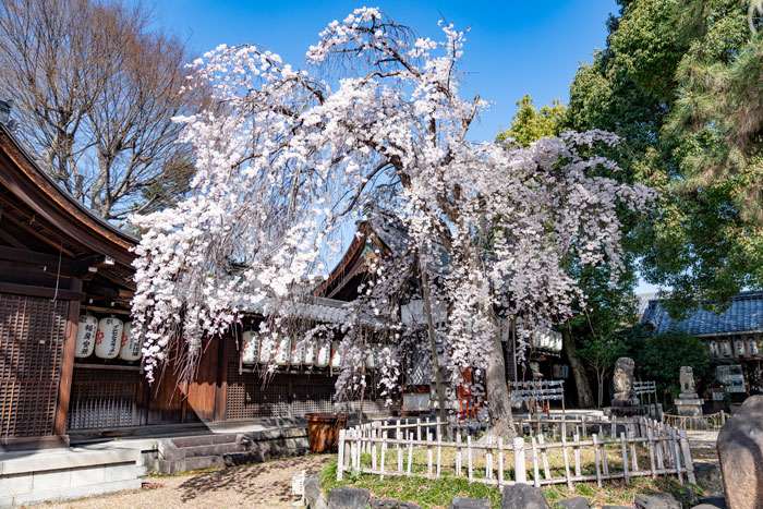 縣神社の枝垂れ桜の画像