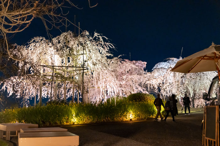 宇治市植物公園の「しだれ桜夜間無料公開」２０２３年度の画像２