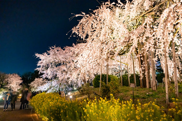 宇治市植物公園の「しだれ桜夜間無料公開」２０２３年度の画像３