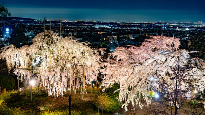 宇治市植物公園の「しだれ桜夜間無料公開」２０２３年度の画像１