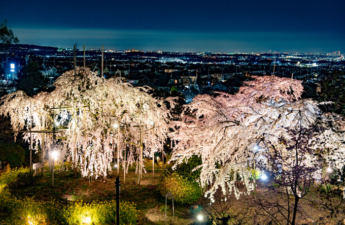 宇治市植物公園の「しだれ桜夜間無料公開」２０２３年度の画像１