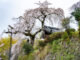玉峰山「地蔵禅院」の枝垂桜の画像