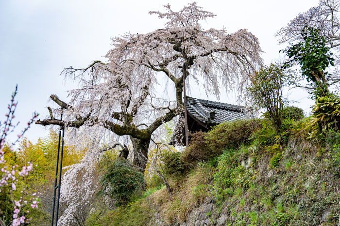 玉峰山「地蔵禅院」の枝垂桜の画像
