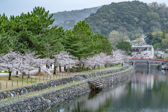 宇治川エリアの桜の画像１
