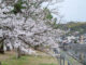 中の島の桜の画像
