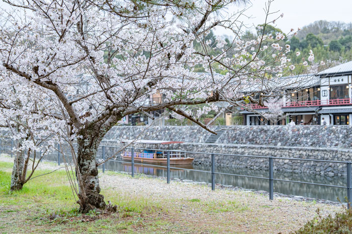宇治川エリアの桜の画像