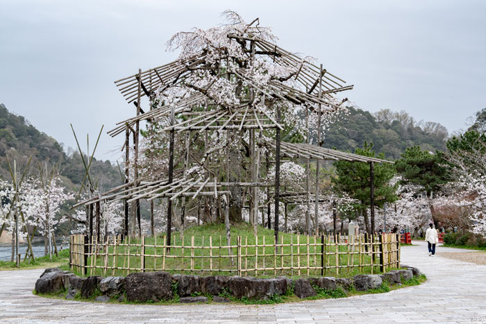 宇治川エリアの枝垂れ桜の画像