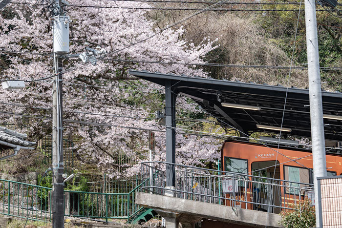 桜とケーブルカーの画像