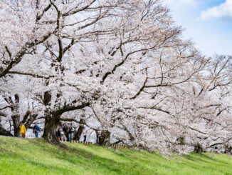 背割堤の桜画像４