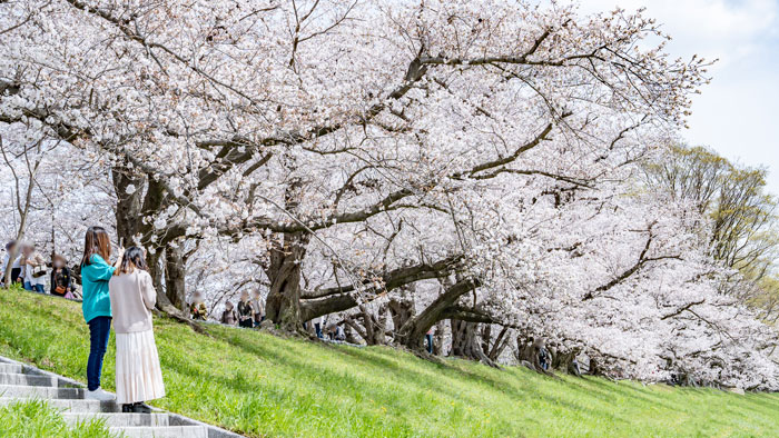 背割堤の桜画像４
