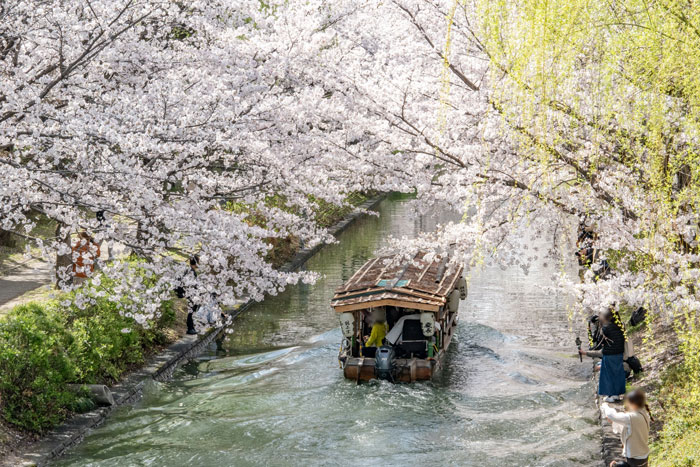 伏見千石船と桜の画像