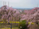 上から見た枝垂桜の画像