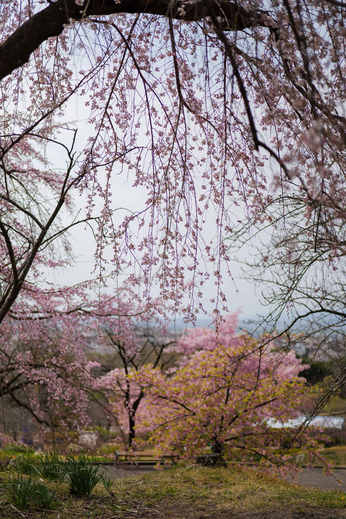 枝垂桜の画像