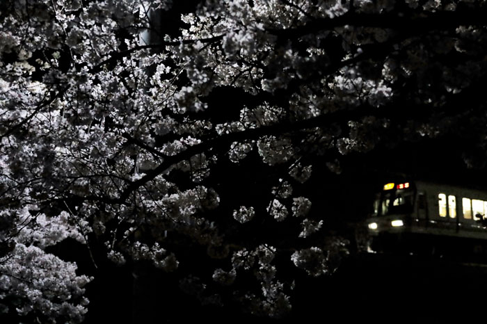 夜桜とJRの画像