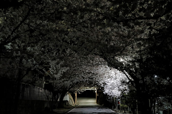夜の桜トンネルの画像