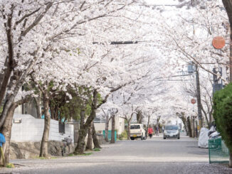 神明の桜トンネルの画像