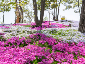 上大谷第一児童公園の芝桜の画像
