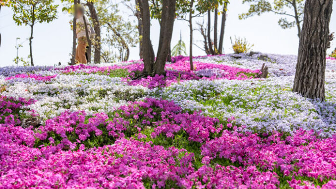 上大谷第一児童公園の芝桜の画像