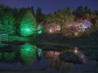八重桜のライトアップの画像