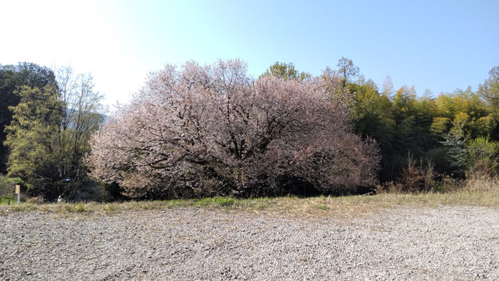南京都病院のエドヒガン桜の画像