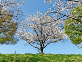 青空を背にした桜の画像