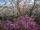 城陽鴻ノ巣山さくら見台の桜とツツジの画像