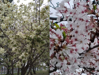 珍しい桜たちの画像