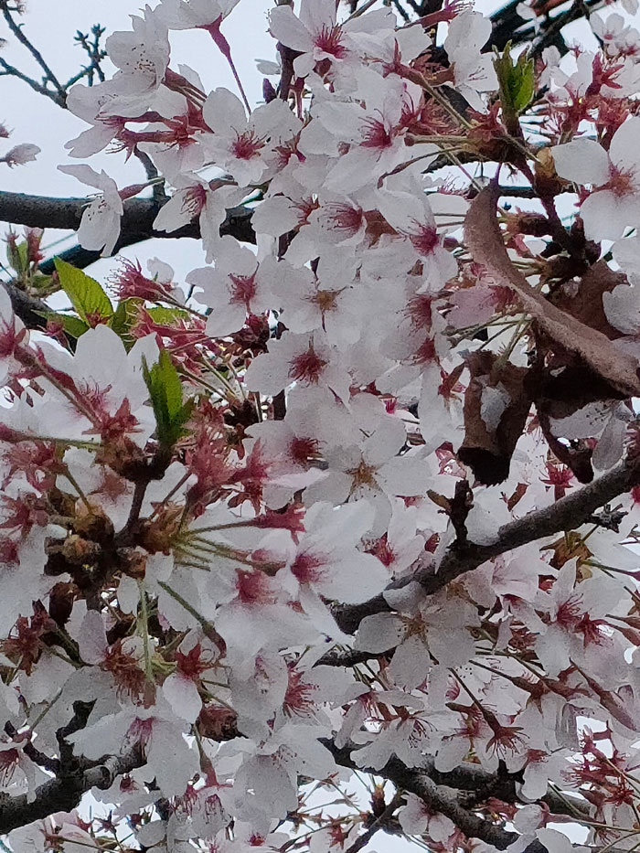 桜の花と葉の画像
