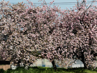 八重桜の画像