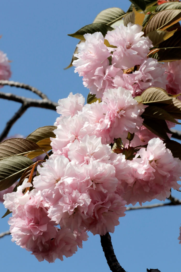 八重桜の花の画像