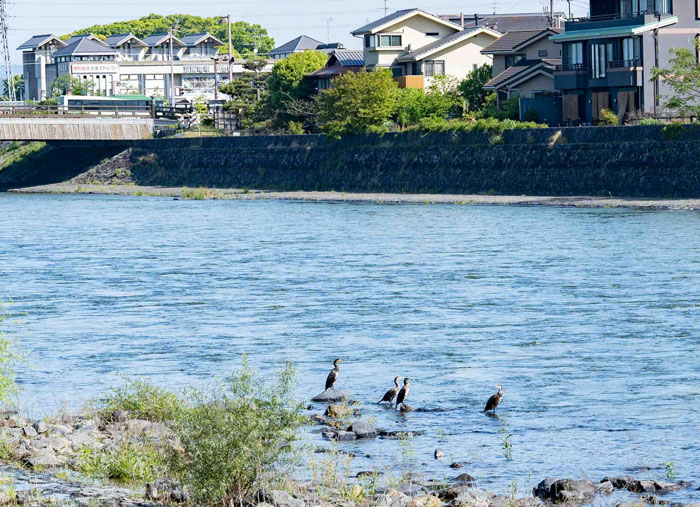 鳥が憩う宇治川の画像
