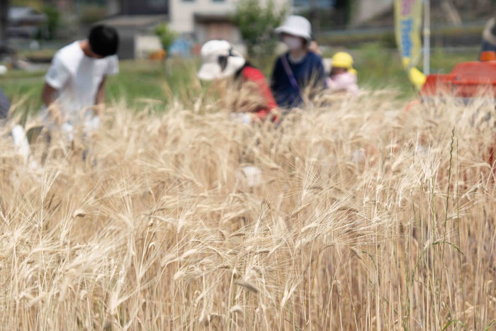 大麦の収穫体験画像