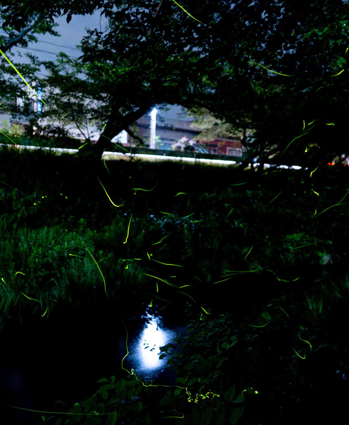 玉川の蛍の画像