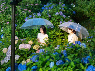 三室戸寺のあじさい庭園がライトアップ２０２３の画像２