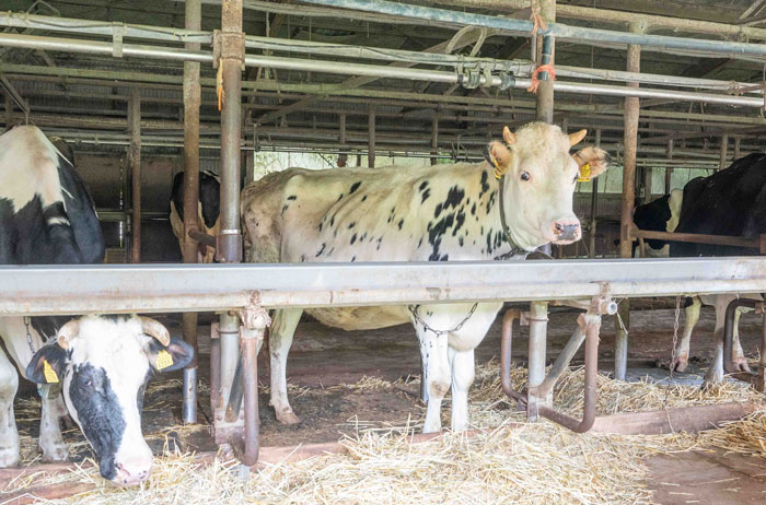 「クローバー牧場」乳牛の画像