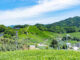 和束町で開催の「茶源郷和束 秋まつり」の画像