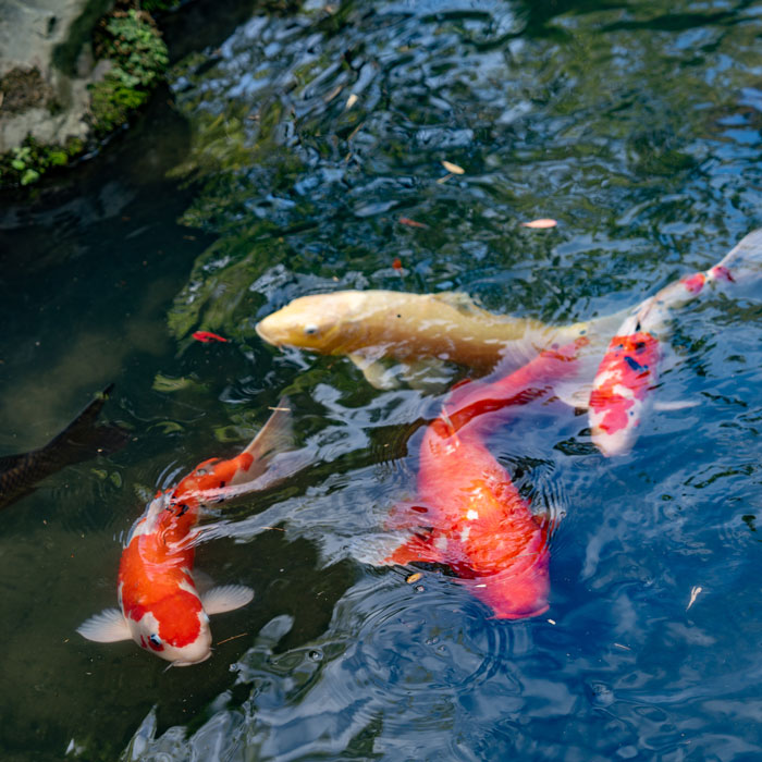 松花堂庭園　鯉の画像
