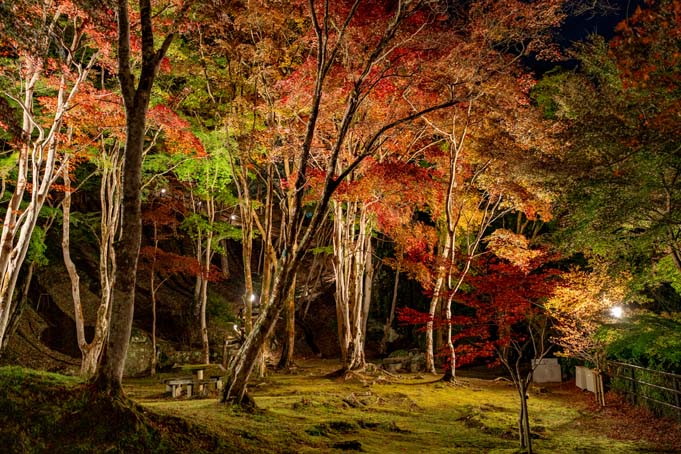 「笠置山もみじ公園」夜間ライトアップの画像
