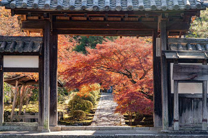 一休寺の門越しに見える紅葉の画像
