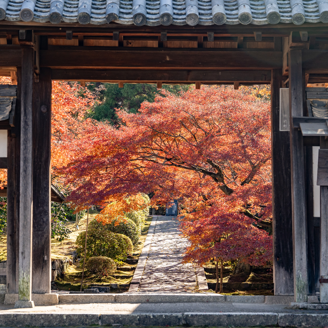 一休寺の門越しに見える紅葉の画像