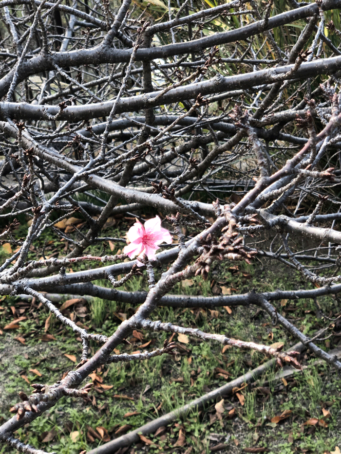 「冬の根性桜」アップの画像