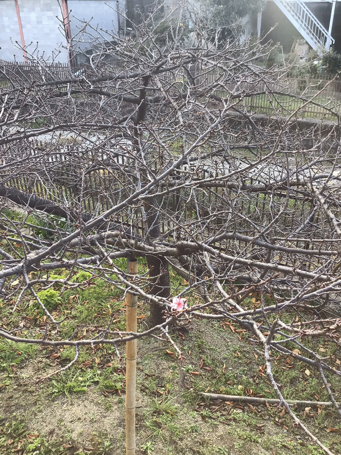 「冬の根性桜」の画像