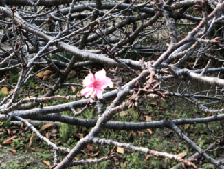 根性桜の画像