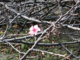 根性桜の画像