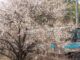 2024年2月11日に撮影した城陽市青谷の梅画像１
