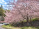 「井手町まちづくりセンター 椿坂」の河津桜の画像１