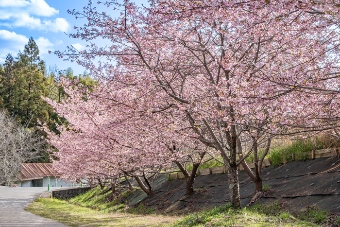 「井手町まちづくりセンター 椿坂」の河津桜の画像１