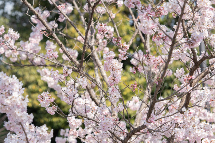 よりみち公園の「春めき（足柄桜）」が咲いている画像