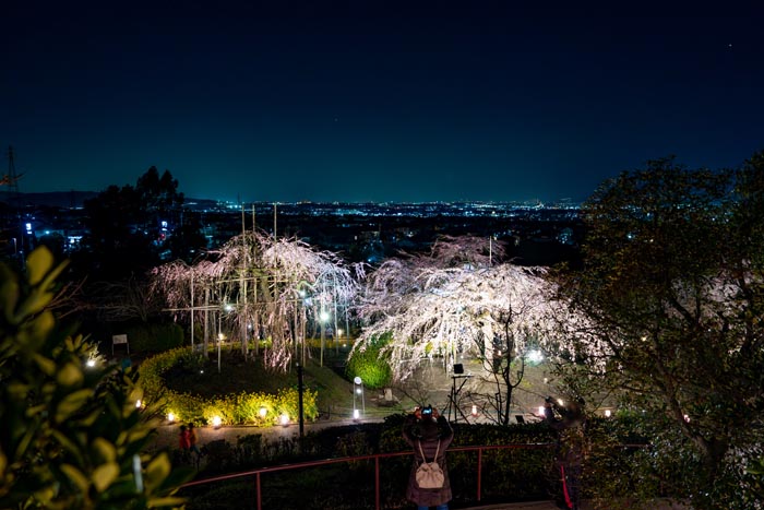2024年の「宇治市植物公園」枝垂桜夜間無料公開の画像