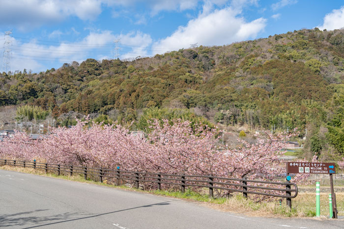 「井手町まちづくりセンター 椿坂」の河津桜の画像２